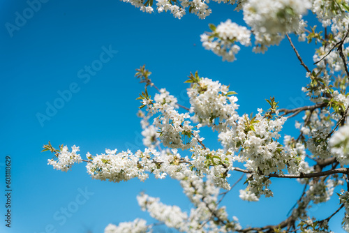 Close-up of flowering trees in spring