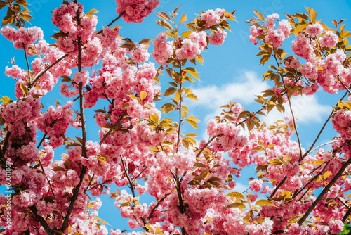 Close-up of flowering trees in spring