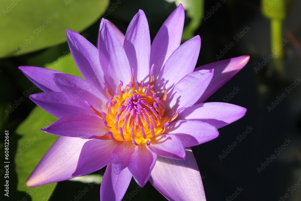 Purple lotus flower with green lotus leaf in a jar Purple lotus flower with green lotus leaf in a jar