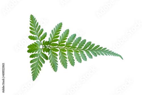 Tropical green leave fern  isolated. Transparent background.