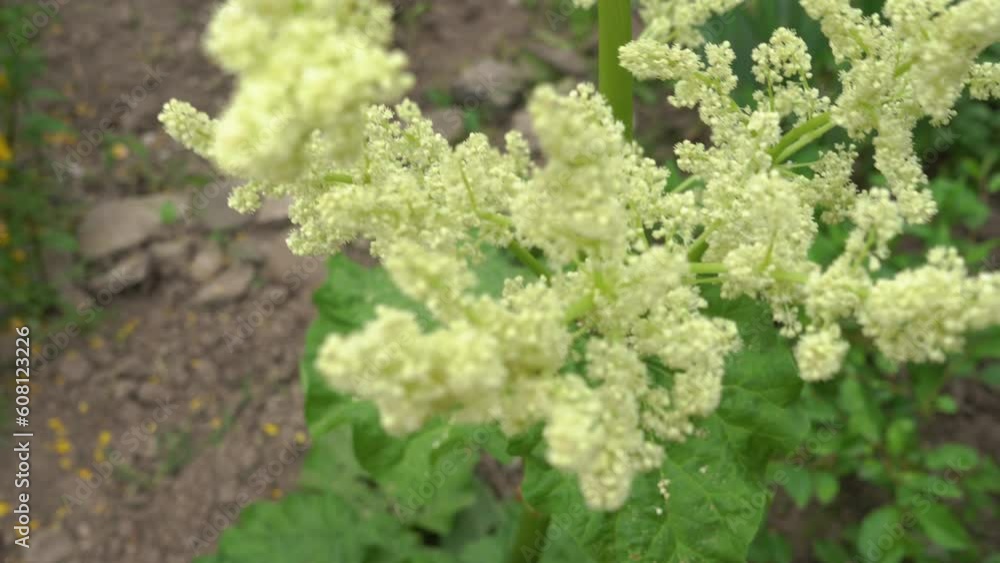 rhubarb is blooming,a rhubarb plant is blooming in the garden rhubarb is blooming,a rhubarb plant is blooming in the garden