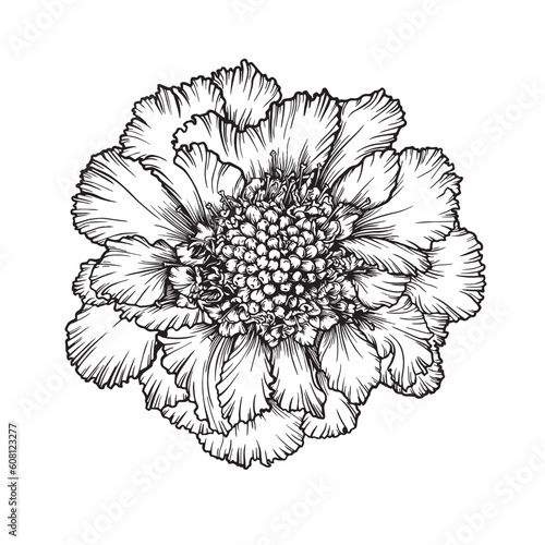 graphic black and white image of a lush scabiosa flower for invitations, dish decor, aroma products, embossing