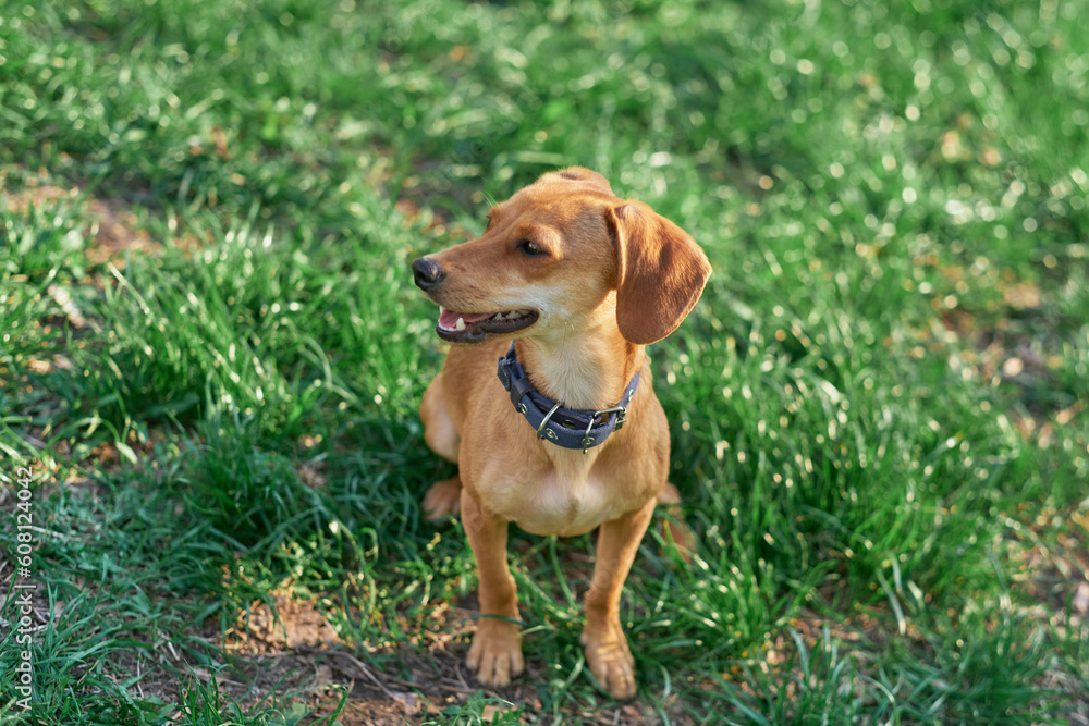 Beautiful ginger dog sitting in the garden at the sunset looking aside . Green grass, summer conceptHigh quality photo Beautiful ginger dog sitting in the garden at the sunset looking aside . Green grass, summer conceptHigh quality photo