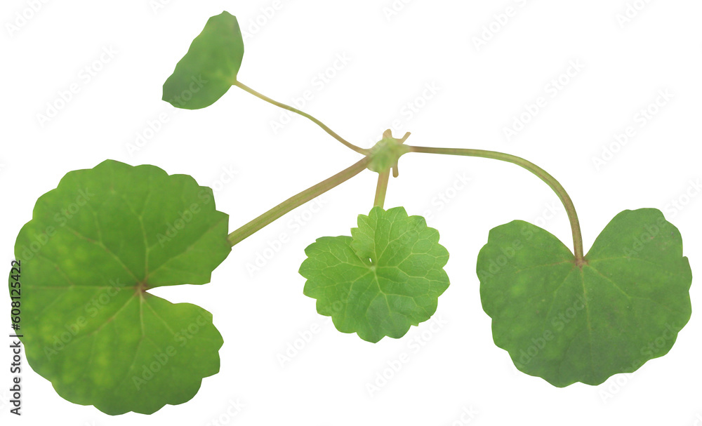 Ayurvedic thankuni or gotu kola Ayurvedic thankuni or gotu kola