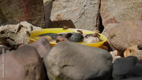 Bees drinking water on a sunny day