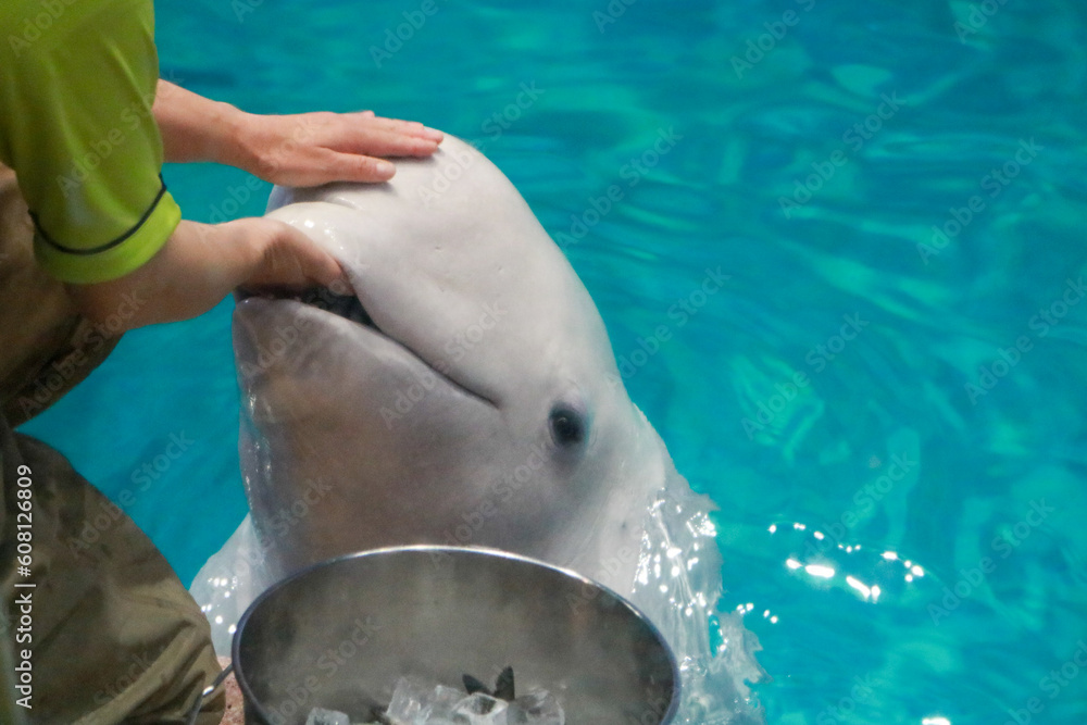 Fototapeta premium ベルーガ