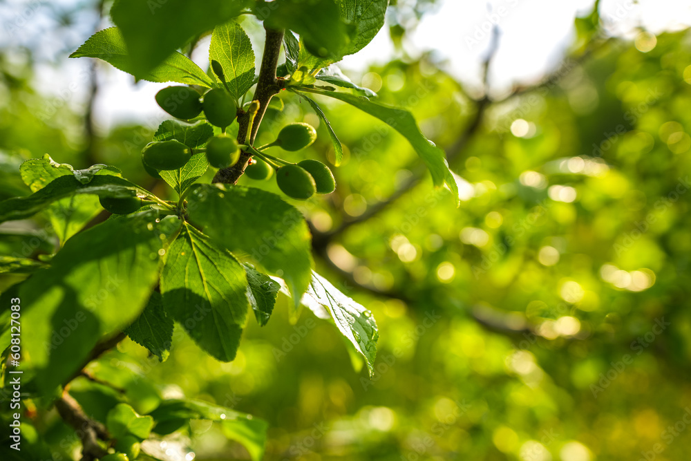 Sunset light landscape after a rain in an orchards. Farming and agriculture industry with fruit trees.Tiny young plums in a tree. Sunset light landscape after a rain in an orchards. Farming and agriculture industry with fruit trees.Tiny young plums in a tree.