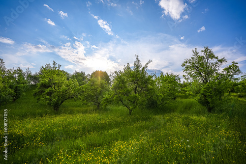 Картината върху платно Beautiful orchard wide angle landscape during a spring sunset with blue sky and white clouds
