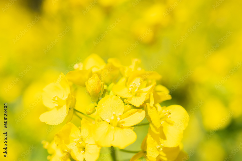 菜の花のクローズアップ、背景ボケ 菜の花のクローズアップ、背景ボケ