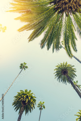A perfect summer day and tall palms © karandaev