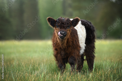 cute galloway cow calf licks nose on a pasture photo