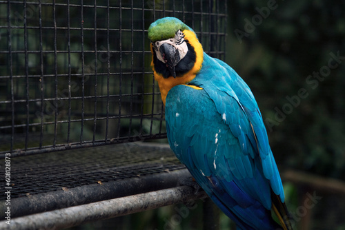 Parrot in foz d'iguazu park