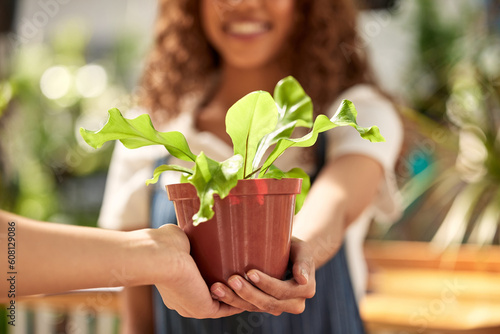 Hands, giving plant and sale in nursery for sustainable small business, retail and shopping for deal. Woman, plants and hand for growth, nature or sustainability on discount, sales or choice in store