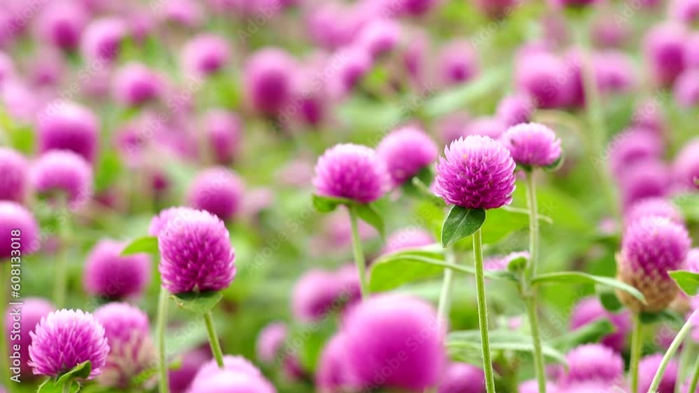 Globe amaranth flowers in the garden, outdoor Chiangmai Thailand. Globe amaranth flowers in the garden, outdoor Chiangmai Thailand.
