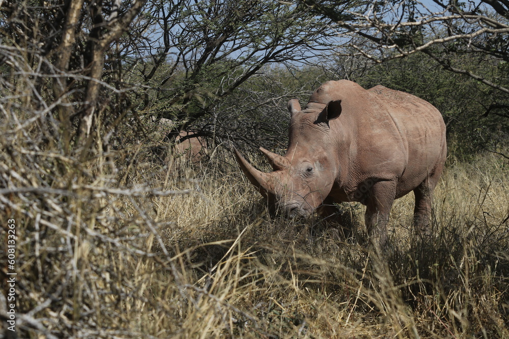 Fototapeta premium White Rhino