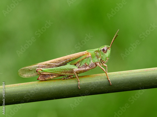 Green grasshopper. Puissant's Green-winged Grasshopper. Aiolopus puissanti