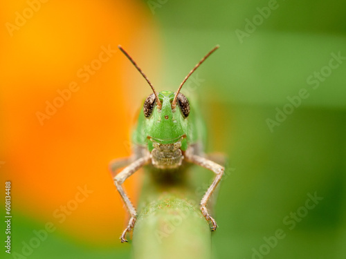 Green grasshopper. Puissant's Green-winged Grasshopper. Aiolopus puissanti