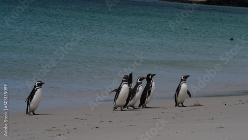 Magellanic Penguins on the beach in Falkland Island 