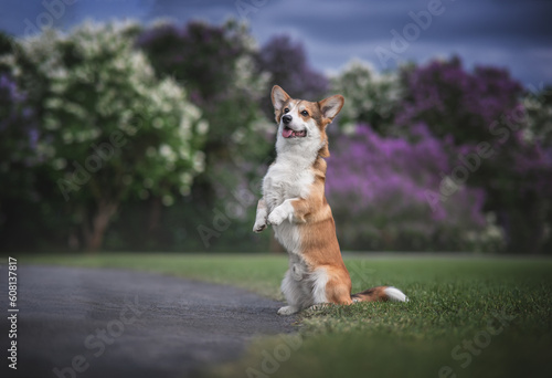Fototapeta Naklejka Na Ścianę i Meble -  dog walks in the park