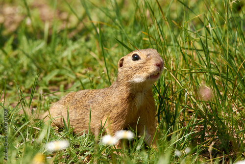 Close-up of a brown ground squirrel in the green meadow