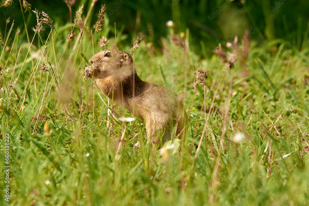 Obraz premium Close-up of a brown ground squirrel in the green meadow