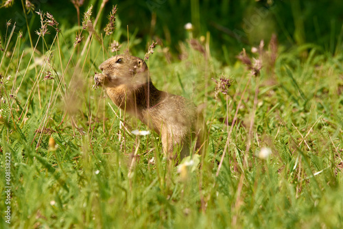 Close-up of a brown ground squirrel in the green meadow