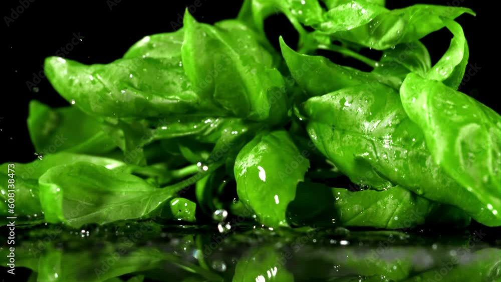 Basil falls on a wet table. Filmed is slow motion 1000 fps. High quality FullHD footage Basil falls on a wet table. Filmed is slow motion 1000 fps. High quality FullHD footage