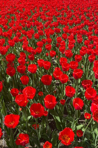 Red tulips