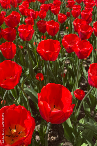 Red tulips