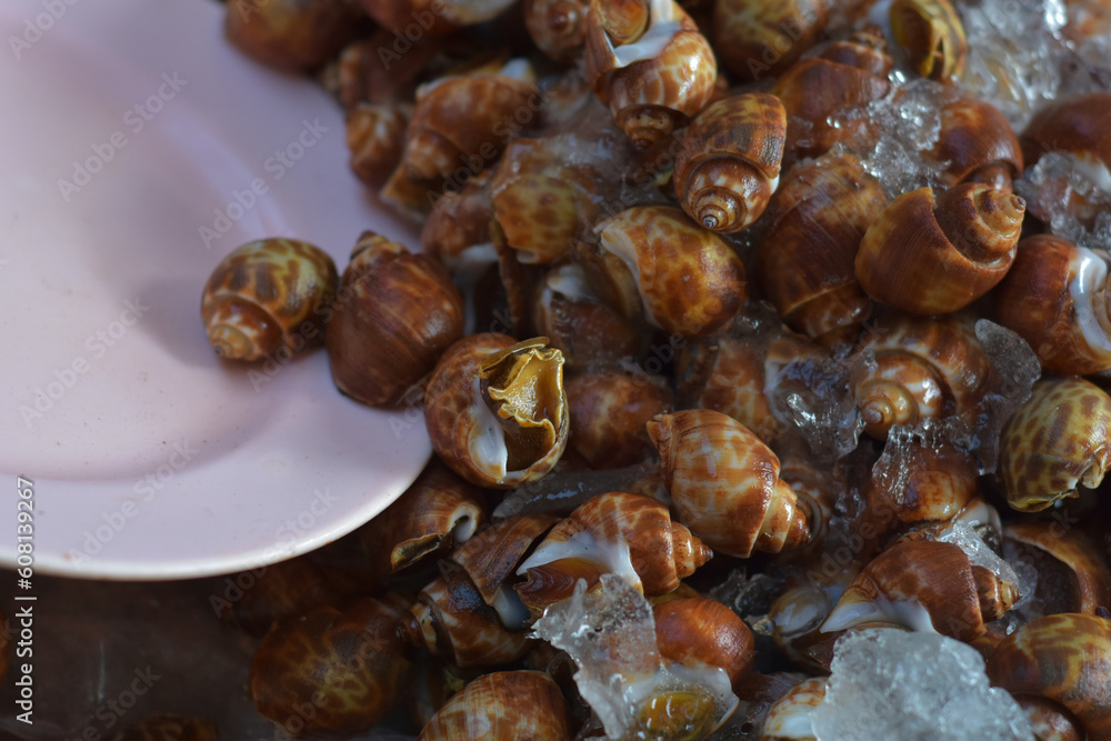 Clams are delicious sweet clams, seafood. Clams are delicious sweet clams, seafood.
