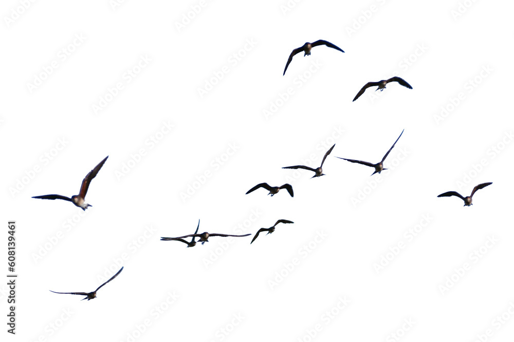 flock of birds. set of birds, birds in flight On transparent background (png), easy for decorating projects. - obrazy, fototapety, plakaty 