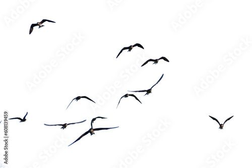 flock of birds. set of birds, birds in flight On transparent background (png), easy for decorating projects.
