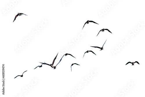 flock of birds. set of birds, birds in flight On transparent background (png), easy for decorating projects. © I LOVE PNG