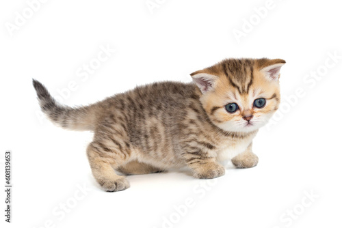 Small striped red kitten