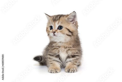 Small striped kitten