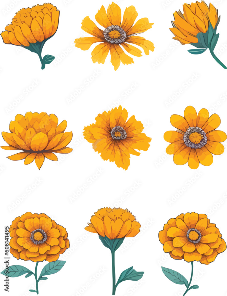 Marigold Flower Set, Watercolor Flower Design Vector Set