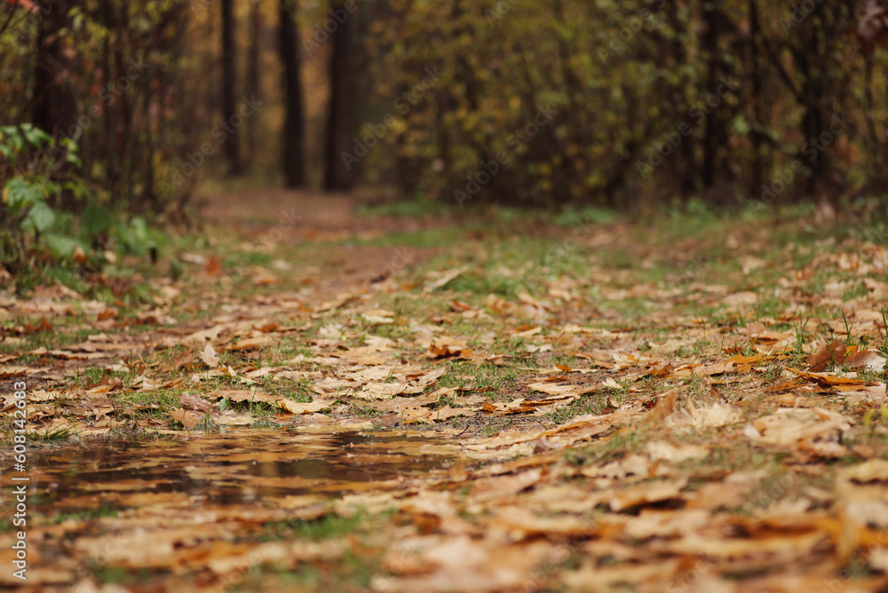 Puddle of rain water on road in forest. Bright autumn nature in forest, rainy weather Puddle of rain water on road in forest. Bright autumn nature in forest, rainy weather