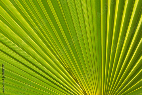 lush green palm leaf and sunlight natural leaf texture summer season on the beach botanical close-up