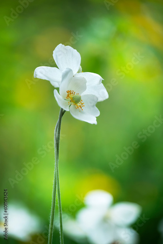 Two delicate white anemone flowers on long stems intertwined. Concept of couple, love, romance.