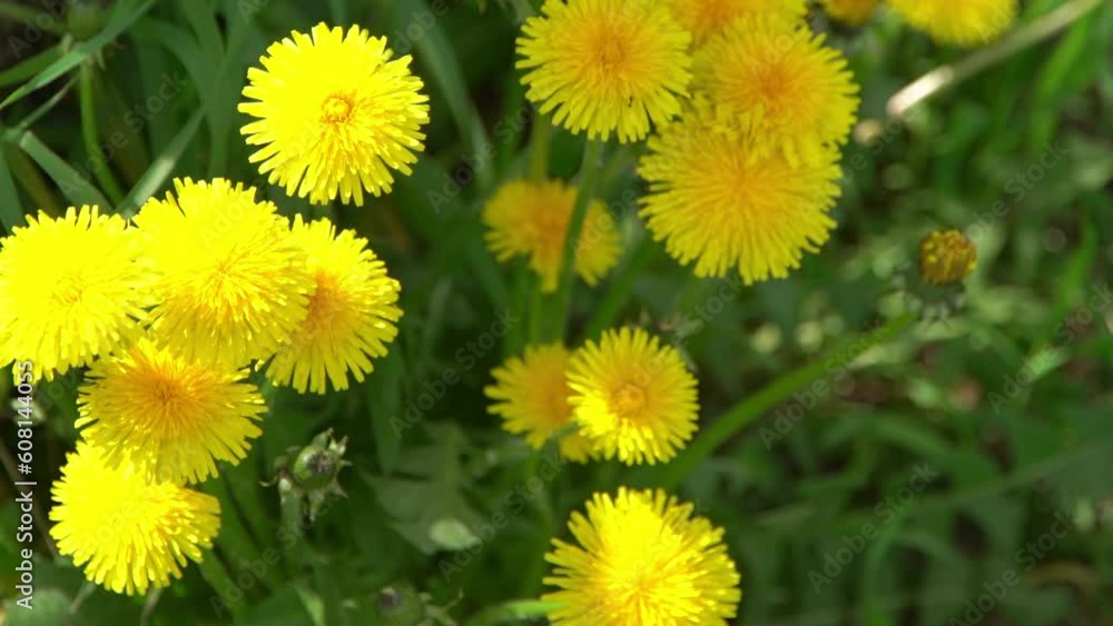 Yellow flowers dandelions on a green meadow in spring. Dandelion flower in the wind. Nature background. Buds in the sunlight. Flora petals. Botany beauty. Floral bloom. Wild field plant. Blooming mood Yellow flowers dandelions on a green meadow in spring. Dandelion flower in the wind. Nature background. Buds in the sunlight. Flora petals. Botany beauty. Floral bloom. Wild field plant. Blooming mood