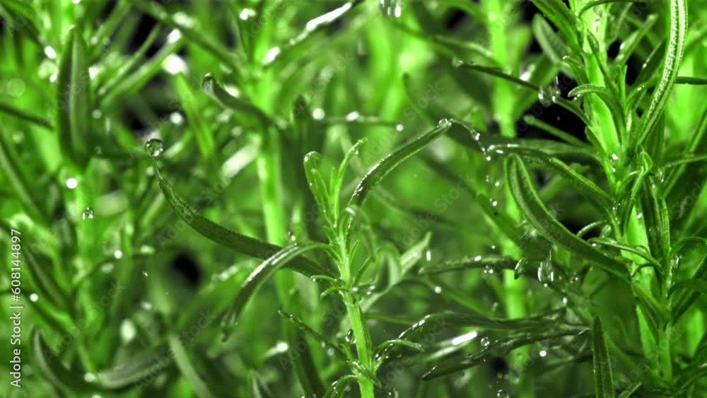 Raindrops fall on rosemary. Filmed is slow motion 1000 fps. High quality FullHD footage Raindrops fall on rosemary. Filmed is slow motion 1000 fps. High quality FullHD footage