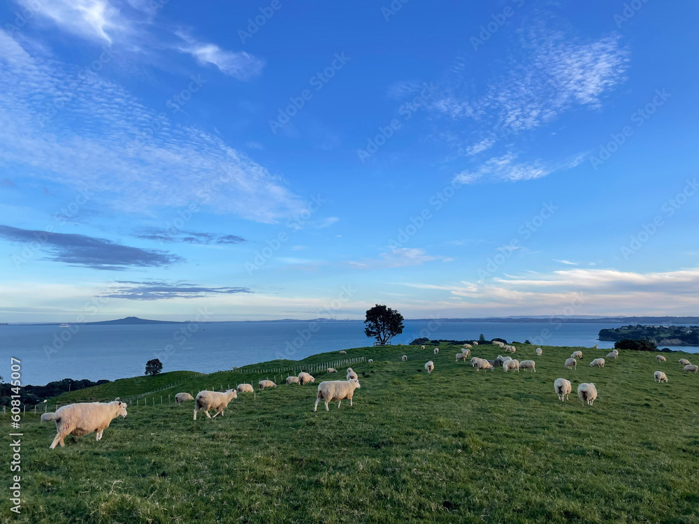 Obraz premium cows on a meadow