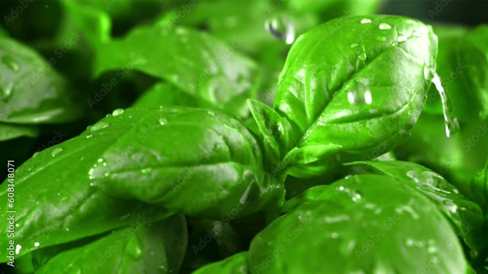 Rain falls on the basil leaves. Filmed is slow motion 1000 fps. High quality FullHD footage Rain falls on the basil leaves. Filmed is slow motion 1000 fps. High quality FullHD footage