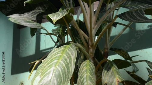 Houseplants that are in pots are exposed to the bright morning sun photo