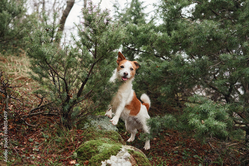 little dog in the forest . Jack Russell Terrier in a wood. pet on a walk on nature