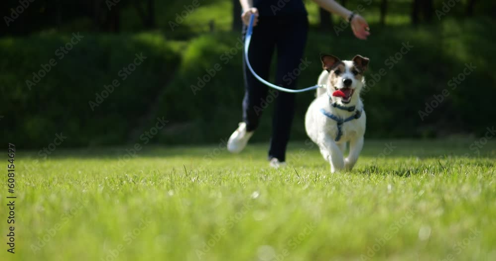 Walk the dog on the lawn. The dog runs on the green grass. On a leash walk with Jack Russell. A girl spends time with her pet in nature. The dog runs on the green grass. Walk the dog on the lawn. The dog runs on the green grass. On a leash walk with Jack Russell. A girl spends time with her pet in nature. The dog runs on the green grass.
