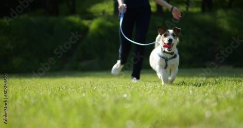 Walk the dog on the lawn. The dog runs on the green grass. On a leash walk with Jack Russell. A girl spends time with her pet in nature. The dog runs on the green grass.