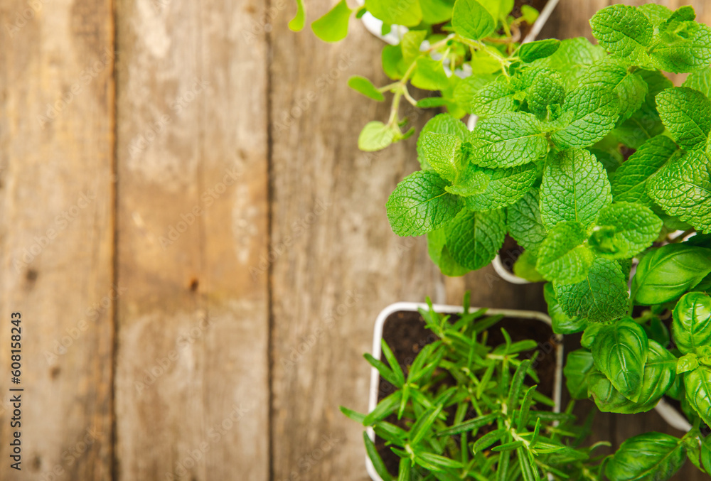 Fresh garden herbs in pots. Rosemary, mint, oregano and thyme in white pots. Seedling of spicy spices and herbs. Assorted fresh herbs in a pot. Home aromatic and culinary herbs.Place for text. Fresh garden herbs in pots. Rosemary, mint, oregano and thyme in white pots. Seedling of spicy spices and herbs. Assorted fresh herbs in a pot. Home aromatic and culinary herbs.Place for text.