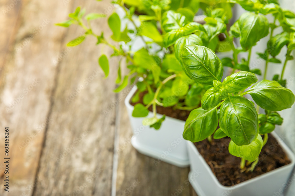 Fresh garden herbs in pots. Rosemary, mint, oregano and thyme in white pots. Seedling of spicy spices and herbs. Assorted fresh herbs in a pot. Home aromatic and culinary herbs.Place for text. Fresh garden herbs in pots. Rosemary, mint, oregano and thyme in white pots. Seedling of spicy spices and herbs. Assorted fresh herbs in a pot. Home aromatic and culinary herbs.Place for text.