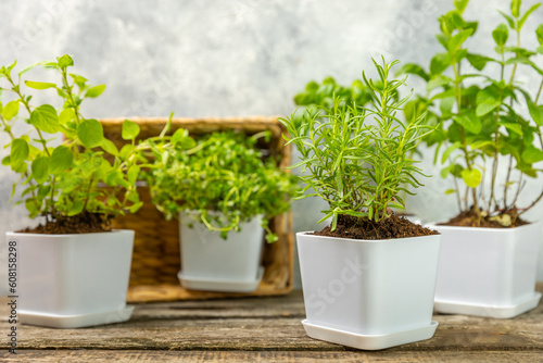 Fresh garden herbs in pots. Rosemary, mint, oregano and thyme in white pots. Seedling of spicy spices and herbs. Assorted fresh herbs in a pot. Home aromatic and culinary herbs.Place for text.
